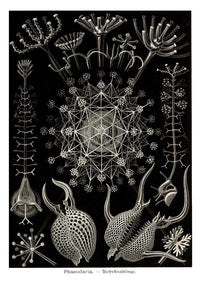 Phaeodaria Haeckel – Fine Art Poster | Radiolarien | Kunst — Ansicht 3