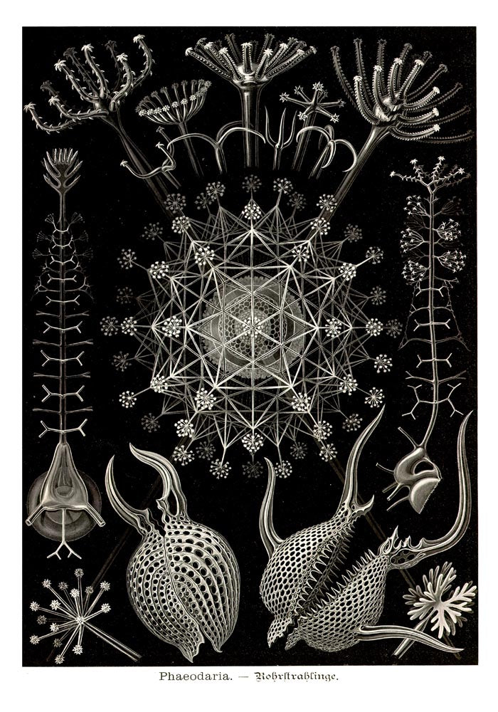 Phaeodaria Haeckel – Fine Art Poster | Radiolarien | Kunst — Ansicht 3