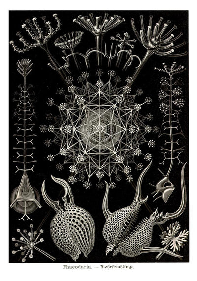 Phaeodaria Haeckel – Fine Art Poster | Radiolarien | Kunst