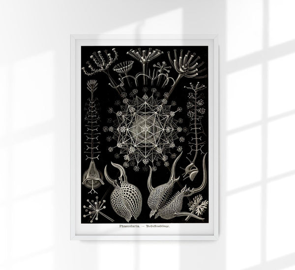 Phaeodaria Haeckel – Fine Art Poster | Radiolarien | Kunst