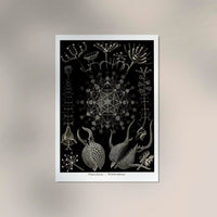 Phaeodaria Haeckel – Fine Art Poster | Radiolarien | Kunst — Ansicht 2