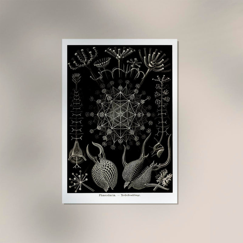 Phaeodaria Haeckel – Fine Art Poster | Radiolarien | Kunst — Ansicht 2