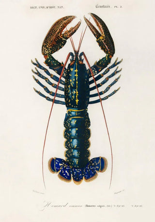 The Lobster Poster | Maritime statement | Handmade in Berlin