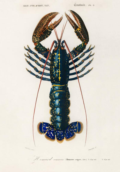 The Lobster Poster – Maritimes Statement, handgefertigt in Berlin