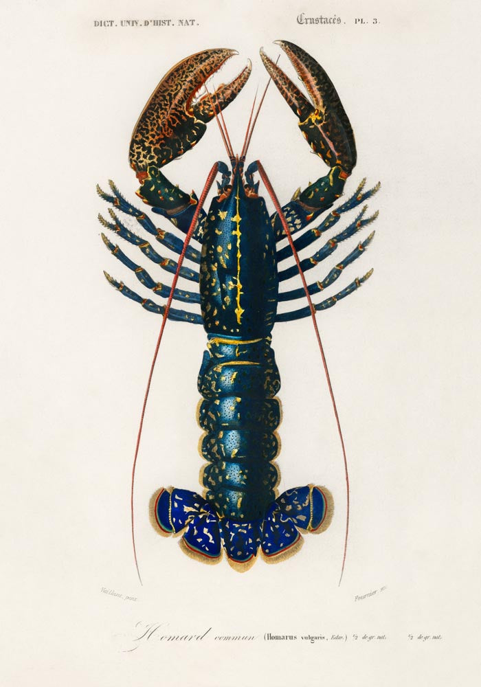The Lobster Poster – Maritimes Statement, handgefertigt in Berlin — Ansicht 4