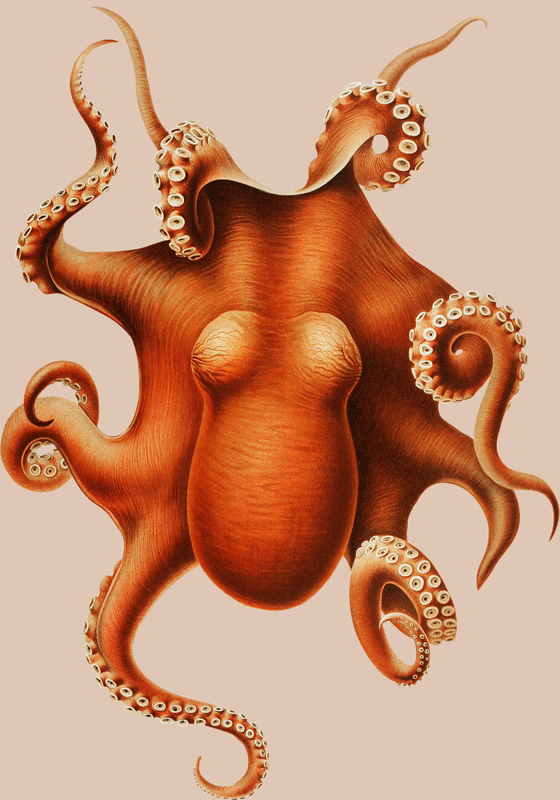 Octopus Art Poster – Moderne Tierillustration mit lebendigen Farben — Ansicht 4