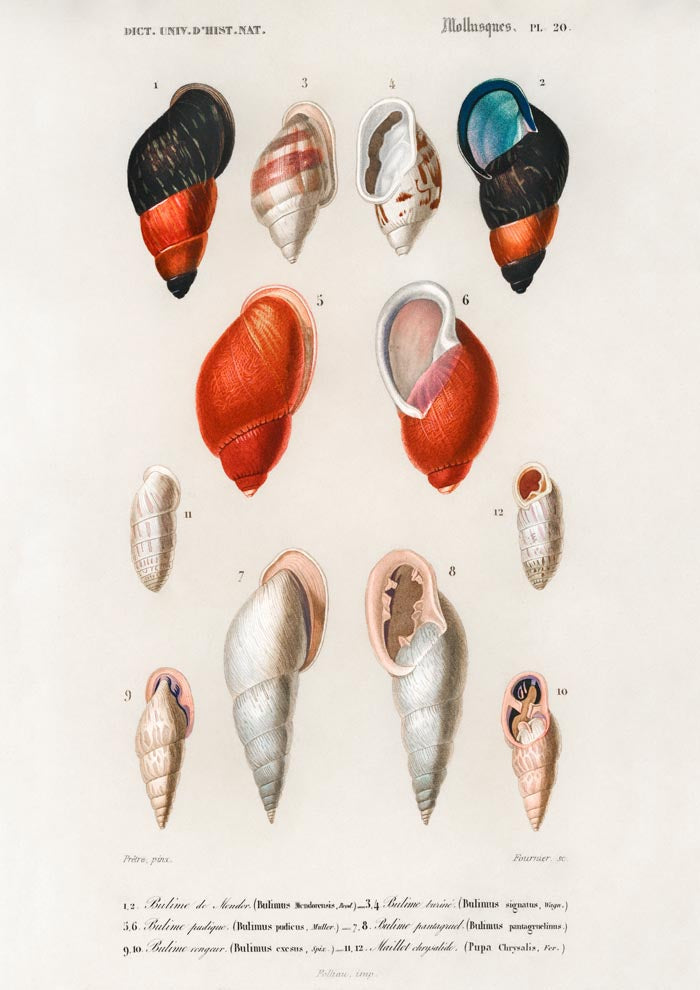 Shell Collection I – Kunstdruck Küstenleben — Ansicht 3