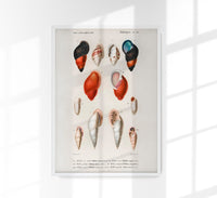 Shell Collection I – Kunstdruck Küstenleben — Ansicht 1