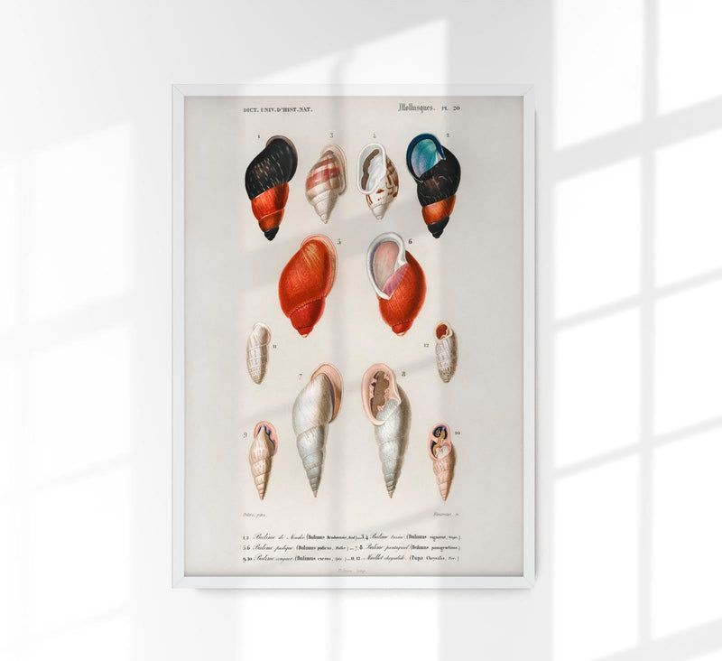 Shell Collection I – Kunstdruck Küstenleben — Patroa Studio