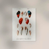 Shell Collection I – Kunstdruck Küstenleben — Ansicht 2