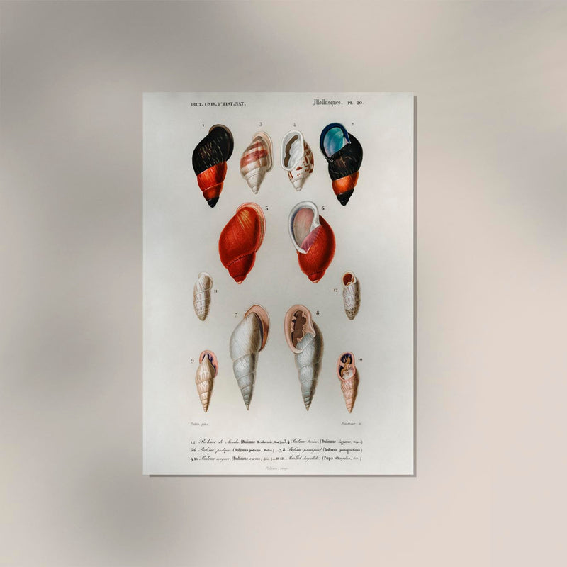 Shell Collection I – Kunstdruck Küstenleben — Ansicht 2