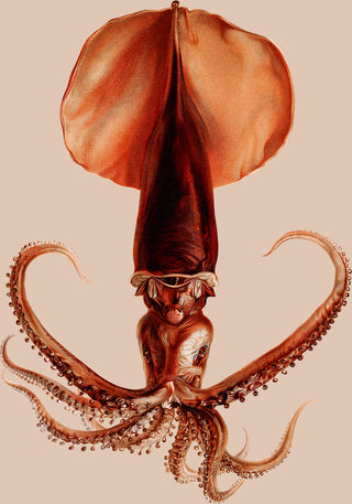 Squid Art Poster – Fine Art Print | UV-beständig | Atelierdruck