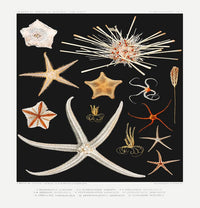 Starfish Varieties Black Poster – Archival paper, Made in Berlin — Ansicht 3