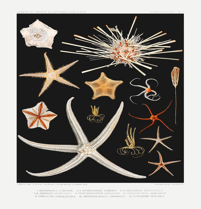 Starfish Varieties Black Poster – Archival paper, Made in Berlin — Ansicht 3