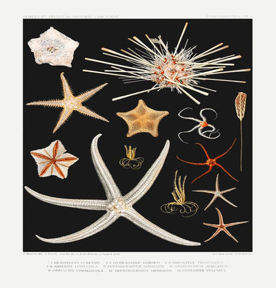 Starfish varieties Black Poster – Archivpapier, Made in Berlin