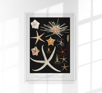Starfish Varieties Black Poster – Archival paper, Made in Berlin — Ansicht 1