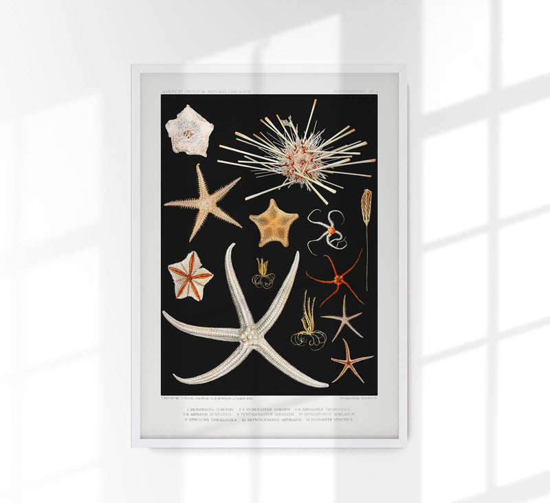 Starfish Varieties Black Poster – Archival paper, Made in Berlin — Patroa Studio