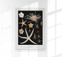 Starfish Varieties Black Poster – Archival paper, Made in Berlin