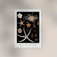 Starfish Varieties Black Poster – Archival paper, Made in Berlin — Ansicht 2