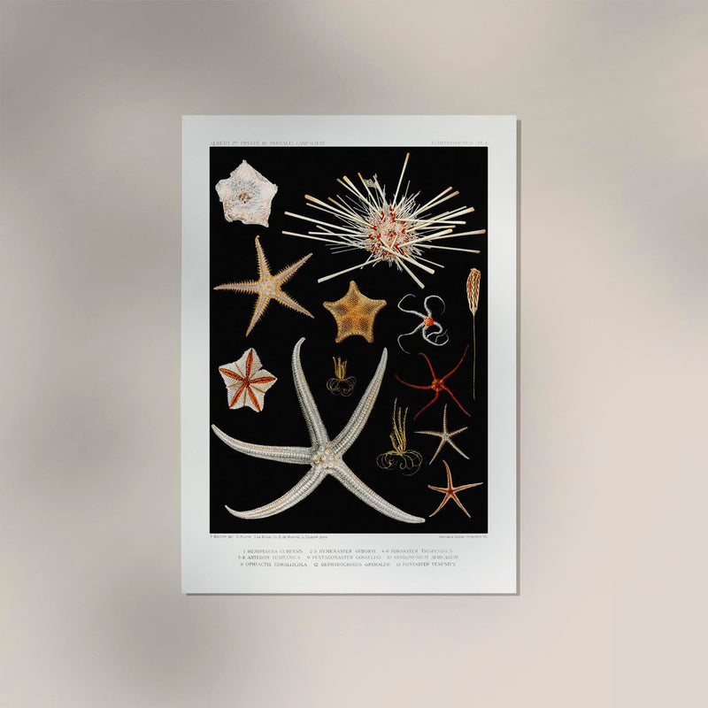 Starfish Varieties Black Poster – Archival paper, Made in Berlin — Ansicht 2