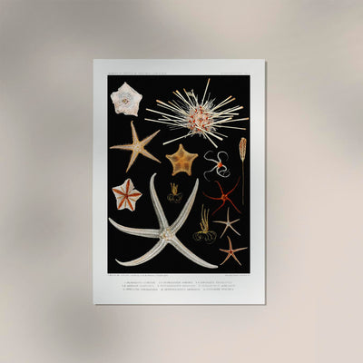 Starfish varieties Black Poster – Archivpapier, Made in Berlin