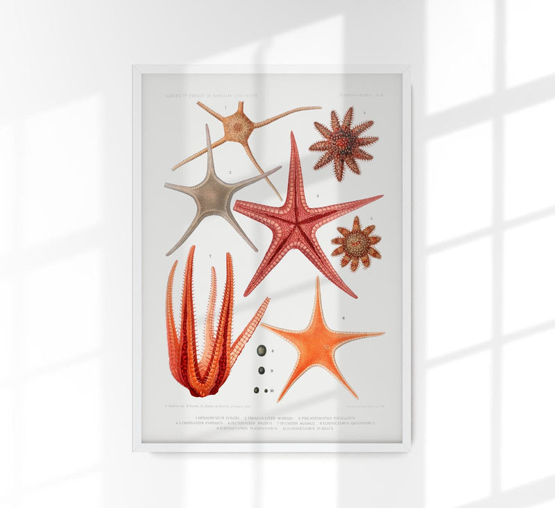 Starfish Varieties Set Illustration Poster – Patroa Studio — Patroa Studio