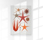 Starfish Varieties Set Illustration Poster – Patroa Studio