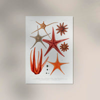 Starfish Varieties Set Illustration Poster – Patroa Studio — Ansicht 2