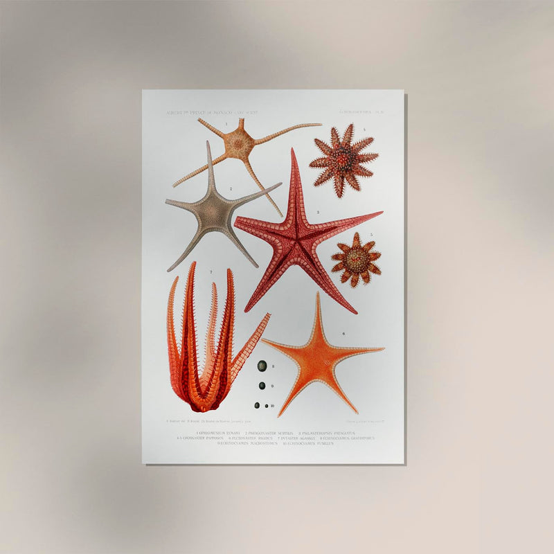 Starfish Varieties Set Illustration Poster – Patroa Studio — Ansicht 2