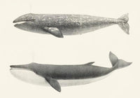 Whale Pintada and Orca – Kunstdruck Schwarzweiß Meereslebewesen — Ansicht 3
