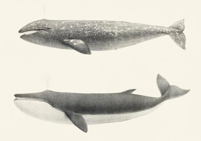 Whale Pintada and Orca – Kunstdruck Schwarzweiß Meereslebewesen — Ansicht 3