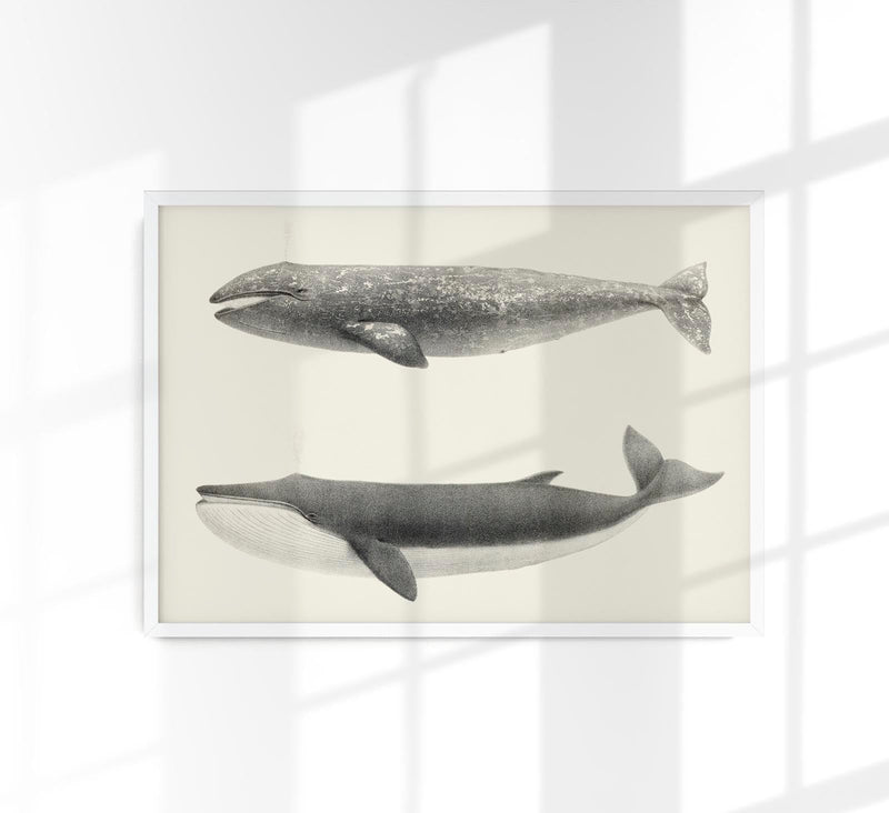 Whale Pintada and Orca – Kunstdruck Schwarzweiß Meereslebewesen — Patroa Studio