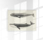 Whale Pintada and Orca – Kunstdruck Schwarzweiß Meereslebewesen