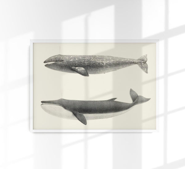 Whale Pintada and Orca – Kunstdruck Schwarzweiß Meereslebewesen