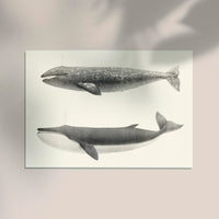 Whale Pintada and Orca – Kunstdruck Schwarzweiß Meereslebewesen — Ansicht 2