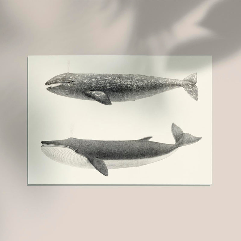 Whale Pintada and Orca – Kunstdruck Schwarzweiß Meereslebewesen — Ansicht 2