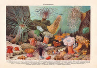 Sea Anemones Poster – Kunstdruck Meerestiere — Ansicht 3