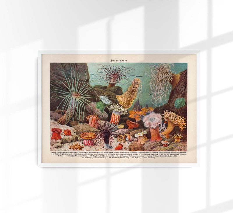Sea Anemones Poster – Kunstdruck Meerestiere — Patroa Studio