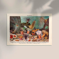 Sea Anemones Poster – Kunstdruck Meerestiere — Ansicht 2