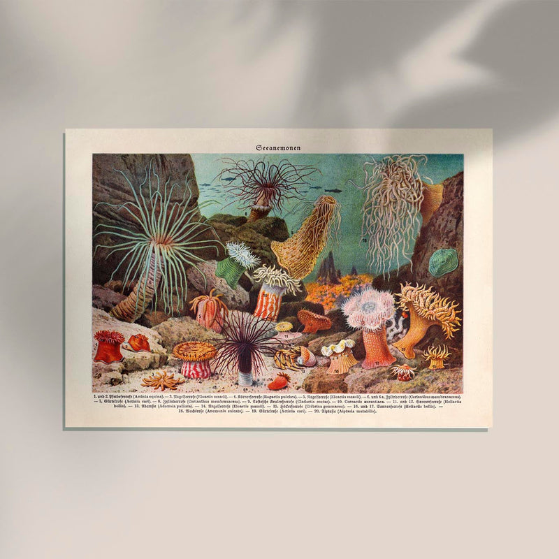 Sea Anemones Poster – Kunstdruck Meerestiere — Ansicht 2