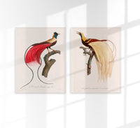 Patroa Studio Set Birds – 2er Kunstdruck Set — Ansicht 1