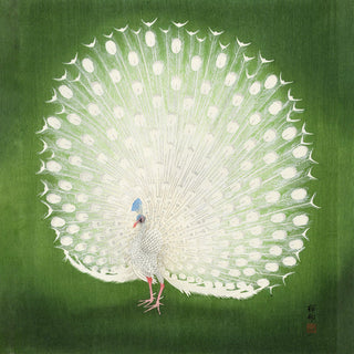 Green Peacock Japanese Squared Print – Fine Art Print | UV-Resistant | Canvas Edition