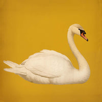 White Swan in Yellow Squared Print – Kunstdruck Fine Art — Ansicht 4