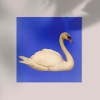 White Swan in Cyan Squared Print – Fine Art Print Patroa Studio — Ansicht 3
