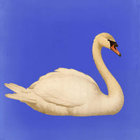 White Swan in Cyan Squared Print – Fine Art Print Patroa Studio — Ansicht 4
