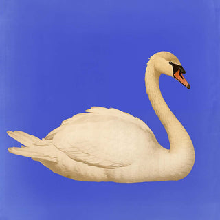 White Swan in Cyan Squared Print – Fine Art Print | Modernes Design | Sanfte Eleganz