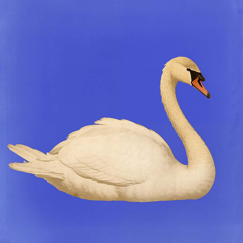 White Swan in Cyan Squared Print – Fine Art Print Patroa Studio — Ansicht 4