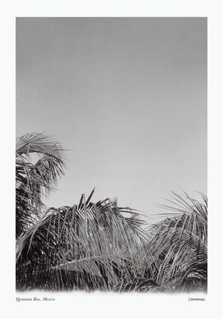 Tropical Trees Mexico Poster – Fine Art Print | Canvas | Wandkunst