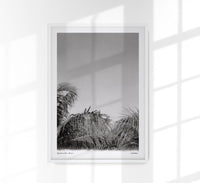 Tropical Trees Mexico Poster – Fine Art Print Patroa Studio — Ansicht 1