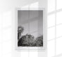 Tropical Trees Mexico Poster – Fine Art Print Patroa Studio